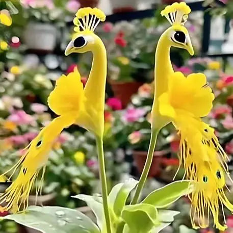 Vibrant Peacock Flower Seeds Pack of 1