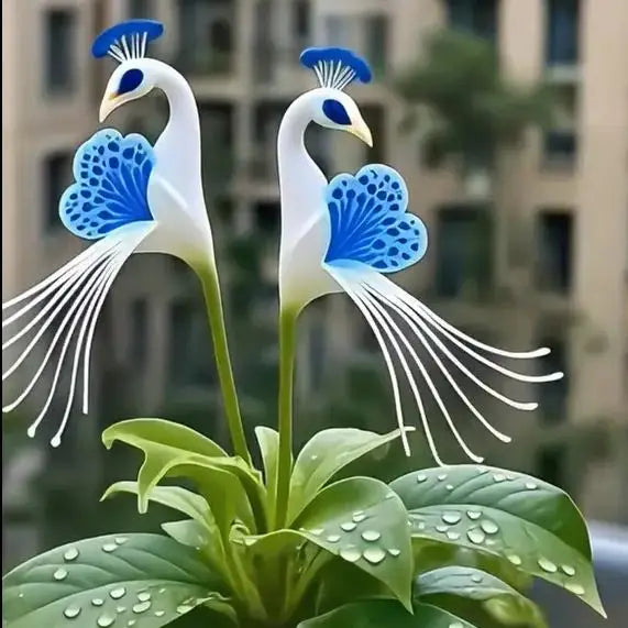 Vibrant Peacock Flower Seeds Pack of 1