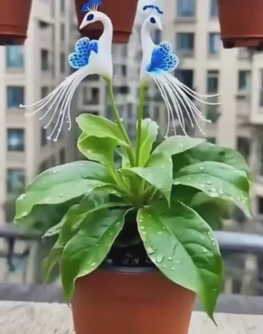 Vibrant Peacock Flower Seeds Pack of 1